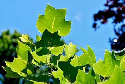 Liriodendron tulipifera 'Mediopictum' - liliovník tulipánokvětý - letní listy